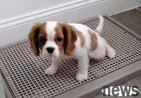 Is there a cat litter or a diaper under the dog toilet? How to teach dogs to use the toilet?