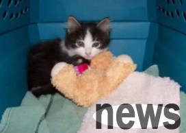 The kitten has no hindrance. After being rescued, he strives to live a perfect life.