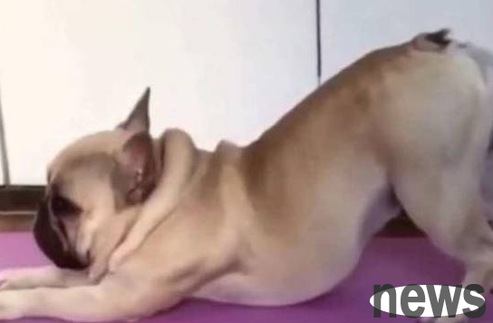 The owner cannot be unscrupulous to the dog, and many behaviors are extremely resistant to the dog.