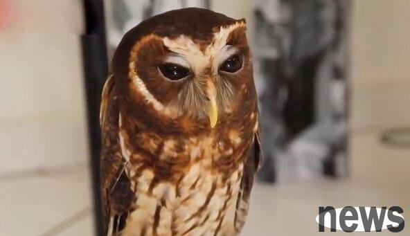 Raising an owl actually competes for toys with his child, riding a horse all day long, really treating himself as a 