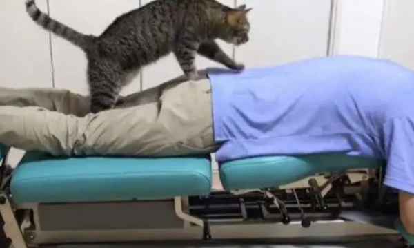 The new cat masseur, the guests can t stop after experiencing it