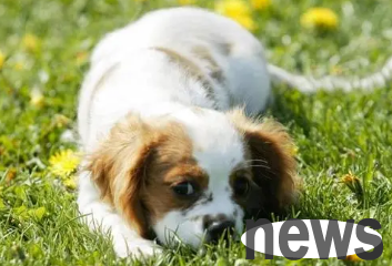 What s wrong with dogs barking and vomiting? Come and get it