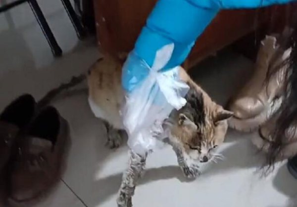 A stray cat who has severe stomatitis and skin disease actually took the initiative to ask humans for help. The cat: Please help me