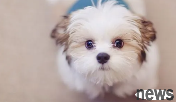 Let me tell you how to see the body shape of a puppy when she grows up?