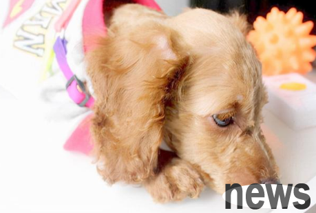 Will the dog defecate on its own after being paralyzed? Come quickly to get
