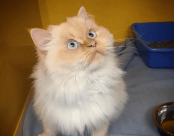 The ragdoll cat I picked up never yelled, and the couple took it to the hospital, and their hearts were empty after the examination.