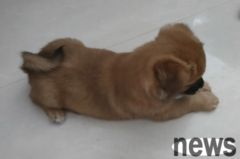 Do local dogs have small dogs? See here for details!