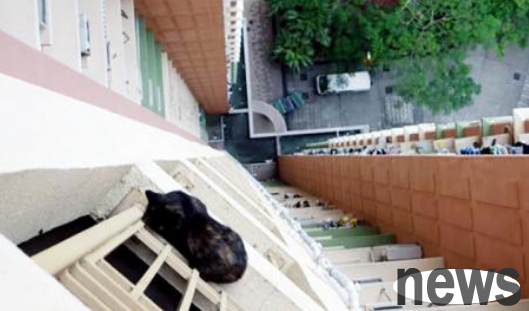 Shorthaired cat miraculously survived after falling from the 18th floor. The owner crowdfunded the medicine to save the cat