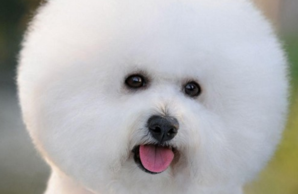 Do dogs tend to suffer from skin diseases after shaving their hair? Popular Science