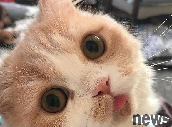 This cat is so magical. Just take a photo and it s like this... This reaction makes people laugh