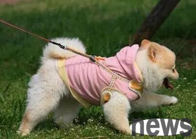 How old is the dog to go out? Does anyone know?