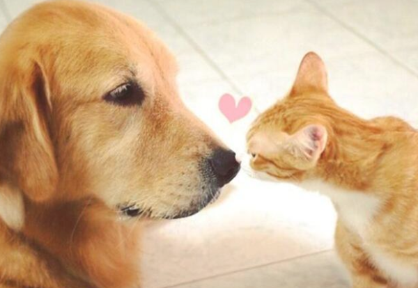 The golden retriever picked up the wandering little orange, and he didn t want the cat and dog to develop lover color. The owner: I just don t need it.
