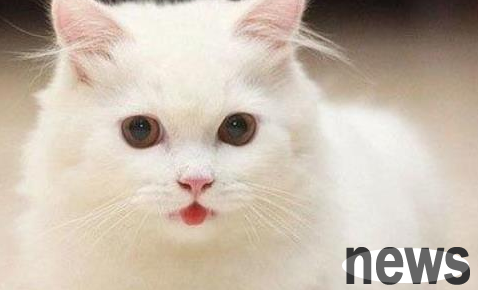 Cats can cool down in summer, what else can they shave their hair and eat ice?
