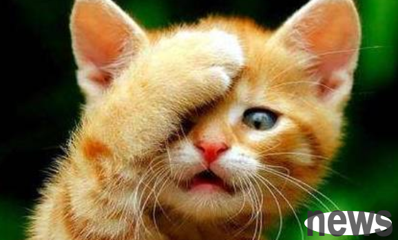 A cat is killed by a cat. 