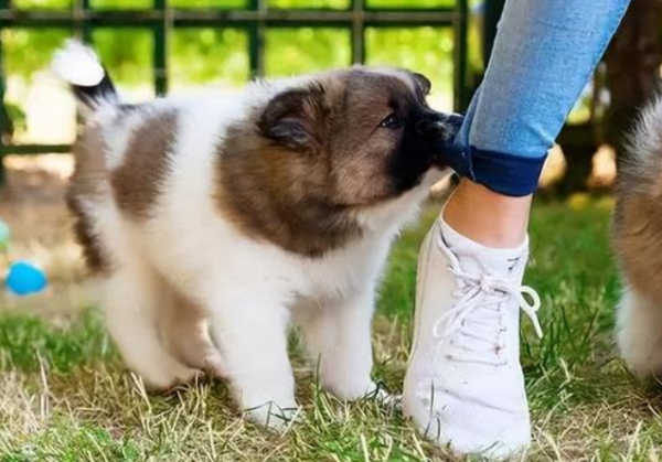Why do dogs lick their paws and furs? Let me tell you now!