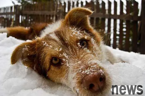 How cold is the dog tolerant? Master, let s find out