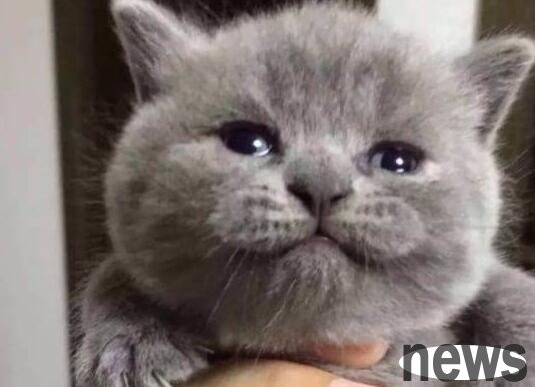 The owner hasn t been home for 2 months. After entering the house, the blue cat bit him while crying.
