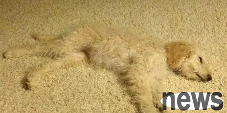 What should I do if my dog ​​steps on a spicy chip? Is there any way to alleviate it?