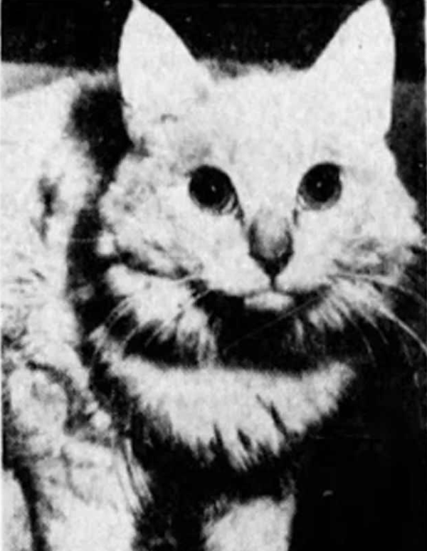 A cat with hypnosis skills stares at its eyes for 30 seconds and you will fall asleep automatically