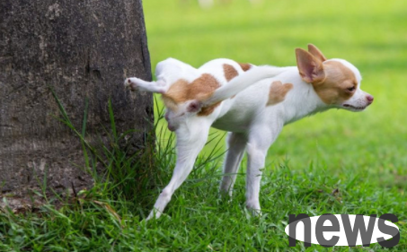 Let me help you understand why dogs don’t raise their legs to urinate even when they are adults?