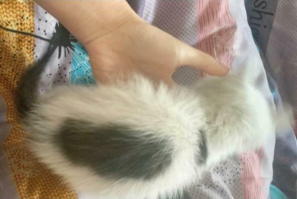 A woman encounters a stray cat while driving to work and hesitates to adopt it. The cat’s reaction is hilarious