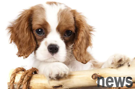 How to stop lactation in a dog with false pregnancy? Here are the answers!