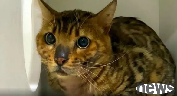 A valuable stray ocelot appeared in the university cafeteria. Was it abandoned or lost?