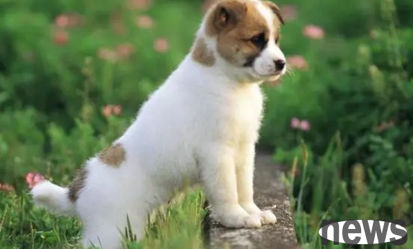 How many months does it take for a dog to reach adulthood? A must-see for dog owners