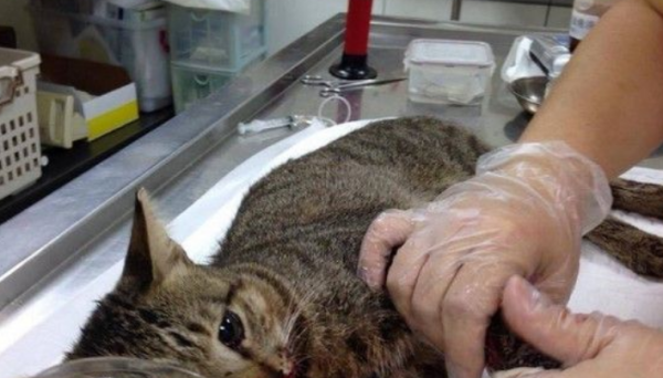 Dogs biting cats in Bei City shocked a large group of hounds