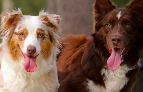 How to distinguish male and female native dog puppies? Come and take a look, shit shovel officer