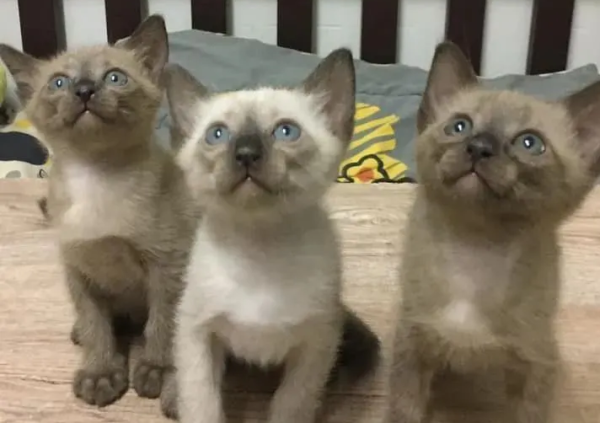 One of the three Siamese cats is very white, and I thought it would be smooth when it grows up, but after seeing its parents,