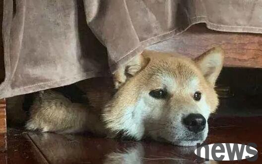 Why do dogs like to sleep under the bed? The reason is simple