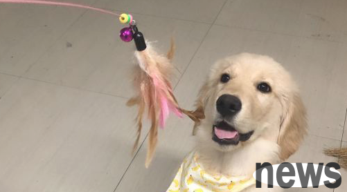 I bought a lot of toys for my golden retriever, but he only likes to play with cat sticks. It turns out that it’s because...