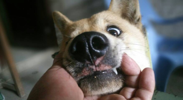 The dog s mouth trembles, it may be due to these reasons