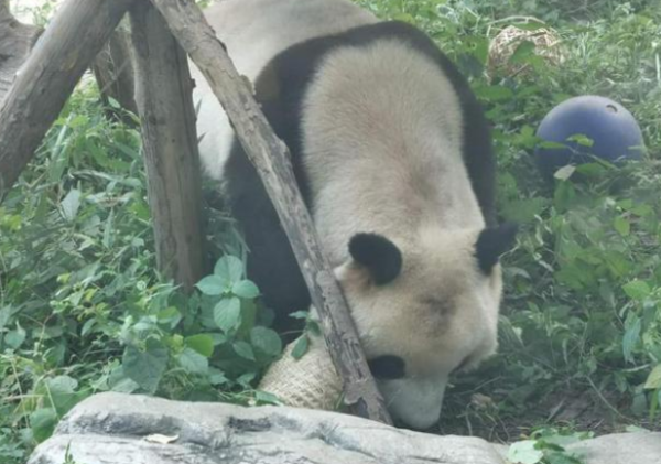 Even the panda was bald, and everyone gathered around to watch! But it’s fundamentally different from baldness.