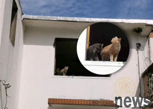 The owner moved away and threw away the pet cat he had kept for many years, but it is still guarding the former home.