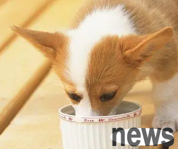 The puppy makes a clicking sound, do you know why?