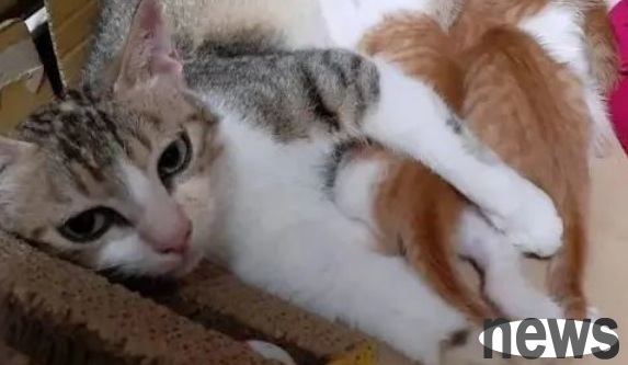 A stray cat comes to the house to give birth, and the father’s attitude is so different