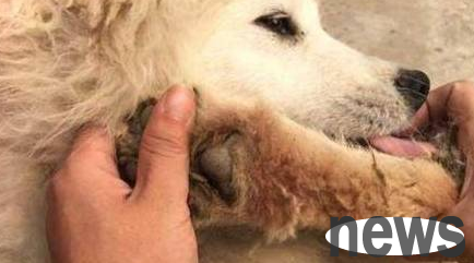 What should I do if my dog’s foot is injured and bleeding? The master should do this