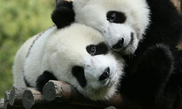 The panda dumpling had so much fun that he didn’t want to go back to the cage, so his dad carried him away. His expression was so cute.