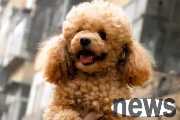 Do you know the types of dogs that are the most difficult to take care of?