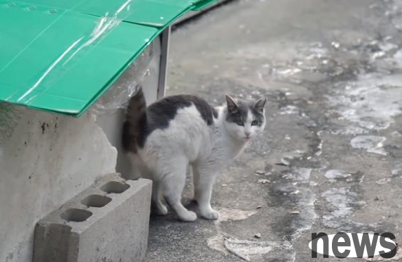 Jinjila wanders in the community, skinny and neglected. Why do breed cats wander?