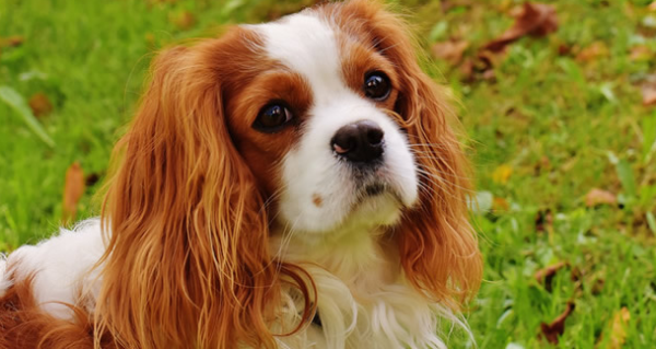 How to tell a dog’s age from its teeth? The method is very simple!