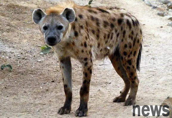 What s the name of the dog in The Lion King? You will know after reading this article