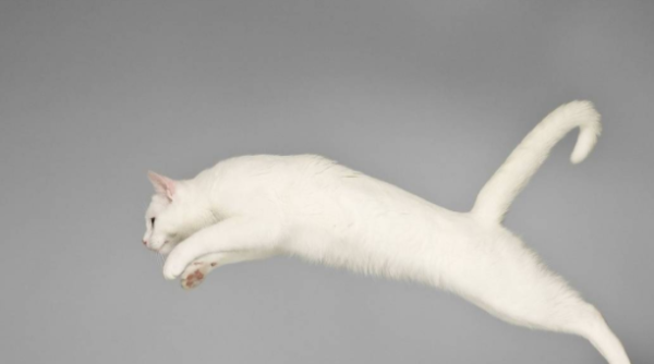 If stray cats can do martial arts, the civet cat is the most powerful, and the orange cat’s big move is hilarious