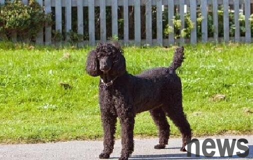What are the breeds of dogs with long ears and long hair? Do you have a favorite?