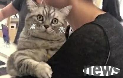 The owner took the cat to a mobile phone store, attracting countless passers-by to watch. The store manager s face changed from angry to happy.