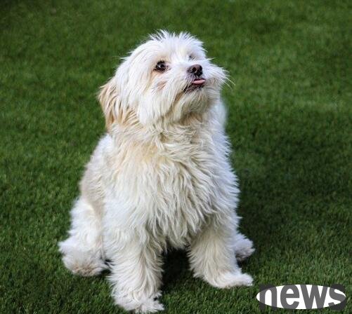 Can dogs know how to swim from birth? The truth turned out to be...