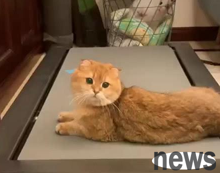 In order to prevent the cat from losing weight, the cat actually learned to use a treadmill? Netizen: It’s time to lose weight!