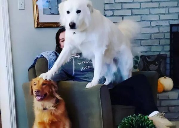 Strange knowledge grew! It turns out that these 6 behaviors of dogs mean that they treat themselves as the boss!